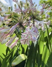 Red arrow agapanthus for sale  LINCOLN