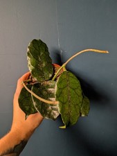 Hoya villosa houseplant for sale  STOCKPORT