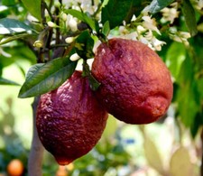 Agrumi limon red usato  Napoli