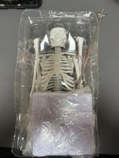 real human skeleton for sale real human skeleton for sale GLASGOW
