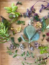Cutting succulents kind for sale  Montclair
