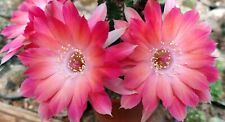 Chamaecereus rügens seeanemon gebraucht kaufen  Nürnberg
