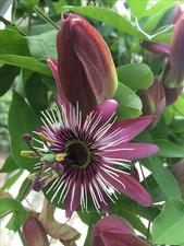 Sale2917 passioflora popenovii gebraucht kaufen Sale2917 passioflora popenovii gebraucht kaufen  Dettingen an der Erms