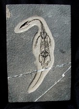 Complete keichousaurus dinosau for sale  Lancaster