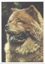 Cartolina chow chow usato  Spedire a Italy