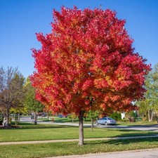 Nice red maple for sale  Brandenburg