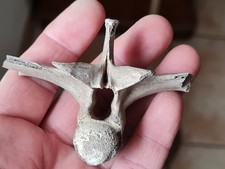 Vertèbre fossile diplocynodon d'occasion  Sessenheim