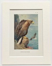 Archibald thorburn sea for sale  NORWICH