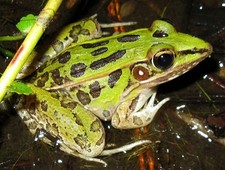 Live leopard frogs for sale  Pomona Park