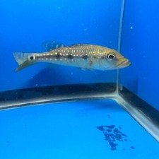 Fogo peacock bass for sale  USA