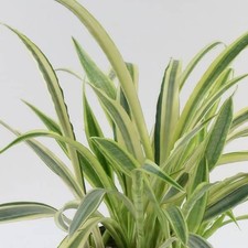 Lauren snake plant for sale  Miami