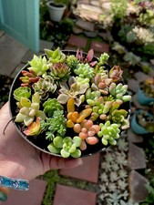 Mini colorful cutting for sale  Whittier