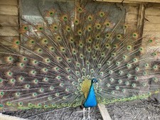 Indian blue peacock for sale  GRANTHAM