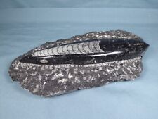 Polished black orthoceras for sale  ALFRETON