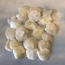 White ivory jingle for sale  Fort Myers