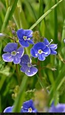 Veronica beccabunga pond for sale  NOTTINGHAM