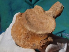 Fossilized spinosaurus dinosau for sale  Massapequa