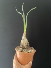 Mini caudex schizobasis d'occasion  Aire-sur-l'Adour