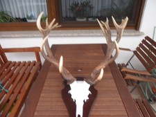 Hirschgeweih aufgesetzte ender gebraucht kaufen Hirschgeweih aufgesetzte ender gebraucht kaufen  Hessisch Lichtenau