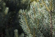 Pinus sylvestris watereri gebraucht kaufen  Westerstede