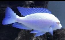 Albino moori dolphins for sale  TELFORD