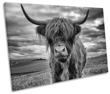 Highland cow picture for sale  UK