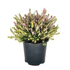 1.5 gal. mediterranean for sale  Los Angeles