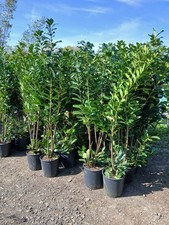 Laurel hedging plants for sale  EGHAM