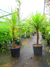 Large 5ft 5.5ft for sale  OXFORD