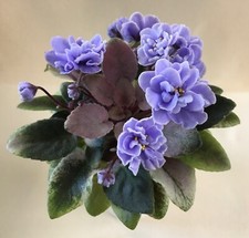 Scales african violet for sale  Walton