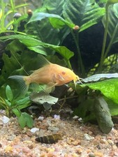 Albino cory pack for sale  Colorado Springs
