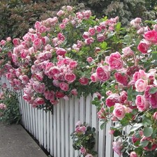 Rose plant carefree for sale  Brentwood