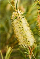 Bottlebrush callistemon salign for sale  STOKE-ON-TRENT