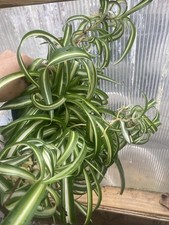 Curly spider plants for sale  Jarrettsville