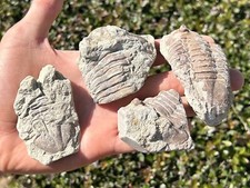 Russia fossil trilobites for sale  Coppell