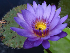NENUFAR azul ninfa , nymphaea caerulea 10 semillas seeds comprar usado  Enviando para Brazil