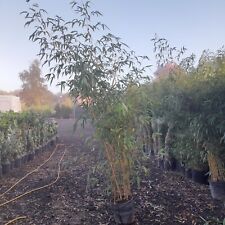 Vivax giant chinese for sale  EGHAM