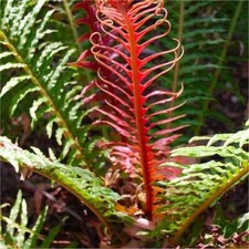 Hardy fern blechnum for sale  UK
