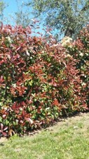 Photinia pianta siepe usato  Terlizzi