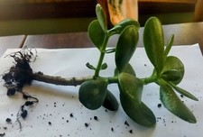 Healthy well rooted for sale  Sandyville