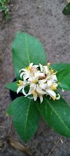 Meyer lemon tree for sale  Fountain