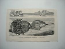 Gravure 1874. acquisitions d'occasion  Laxou