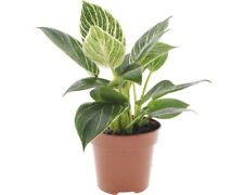 Philodendron baumfreund floras gebraucht kaufen  Deutschland