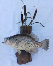 Vintage black crappie for sale  Moncks Corner