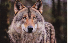 Zoo wildlife wolf gebraucht kaufen  Deutschland