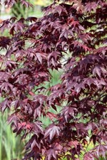 Acer palmatum shojo gebraucht kaufen  Westerstede