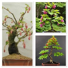 Weeping flowering currant for sale  CAERNARFON