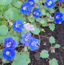 1000 seeds bluebell for sale  Phoenix