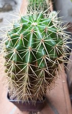 Echinocactus grusonii usato  Santa Maria Capua Vetere