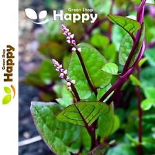 Vegetable herb malabar for sale  DONCASTER